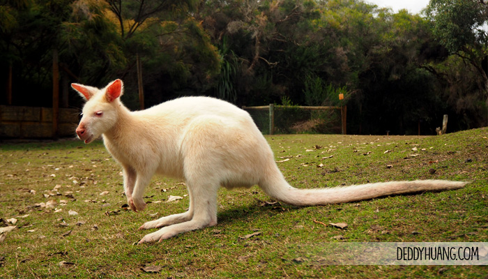 caversham-wildlife-park