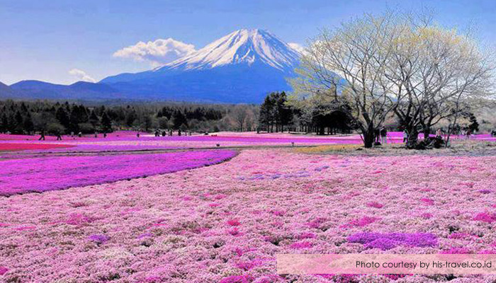 shibazakura-festival-yamanashi