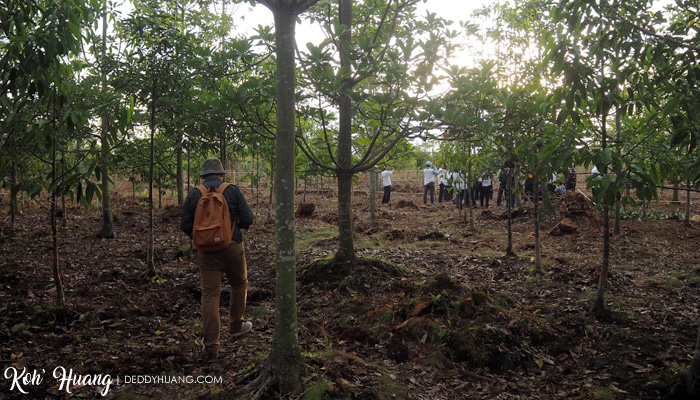 restorasi hutan gambut