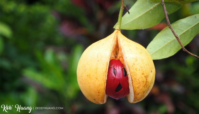 manisan buah pala