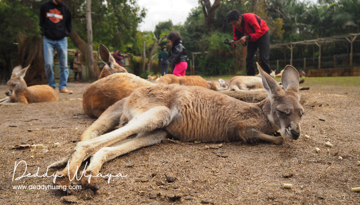 caversham wildlife park