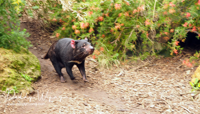 caversham wildlife park