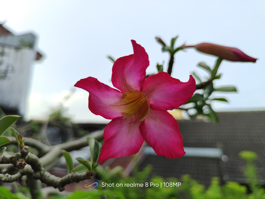 hasil kamera realme 8 pro