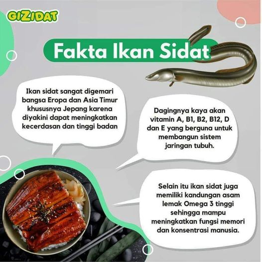 manfaat ikan sidat