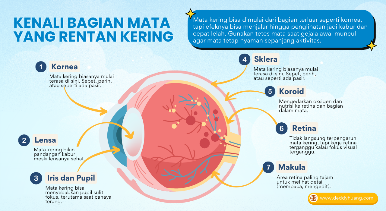 Infografis edukatif tentang bagian-bagian mata yang rentan kering